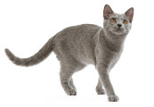 Chartreux