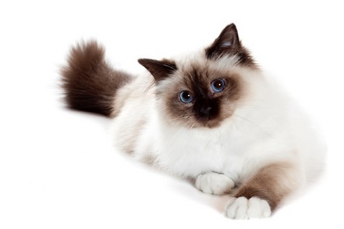 Birman