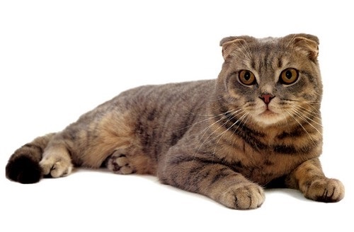 Scottish Fold