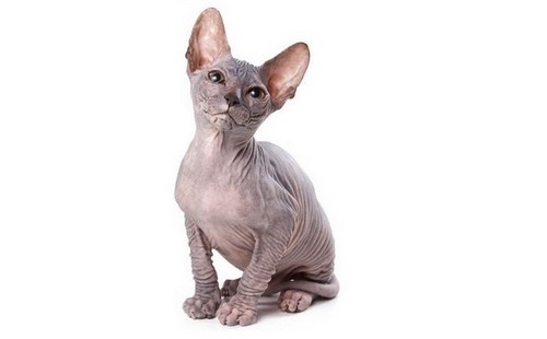 Sphynx