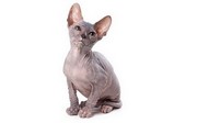 Sphynx