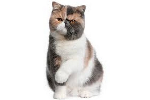 Exotic Shorthair