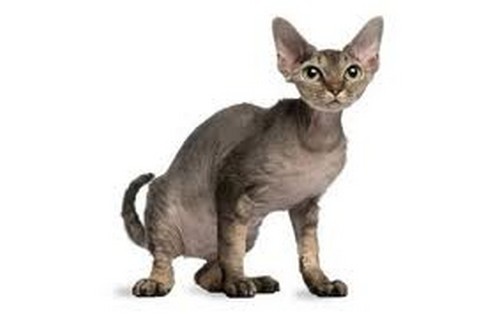 Devon-Rex