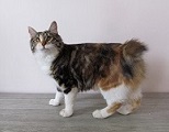 Kurilian Bobtail